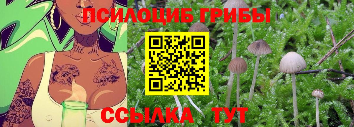 Галлюциногенные грибы GOLDEN TEACHER Курчалой